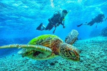 scuba-diving-with-turtle-2021-08-30-01-30-32-utc.jpg