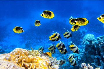 underwater-world-2021-08-29-00-57-39-utc-1.jpg